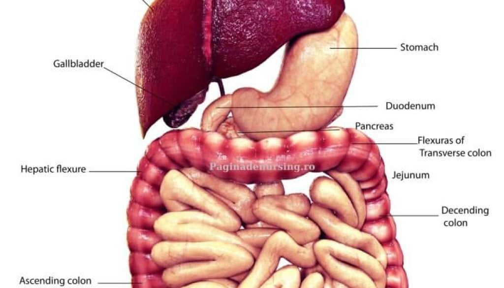 Anatomie Pagina De Nursing