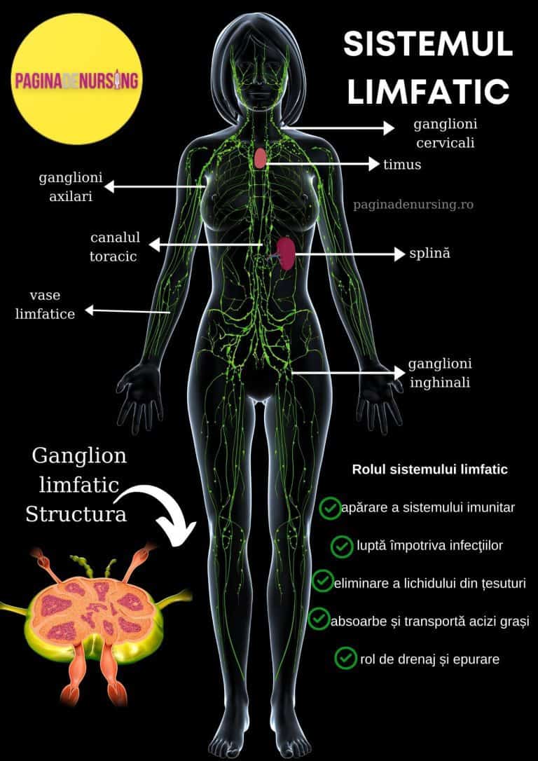 Sistemul Limfatic Circulația Limfatică – Pagina De Nursing