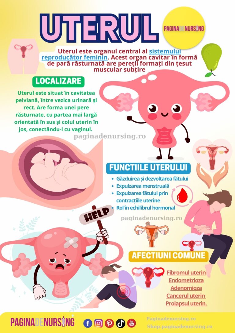 Uterul - Pagina de Nursing